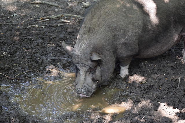 得了比赛的 得了比赛的